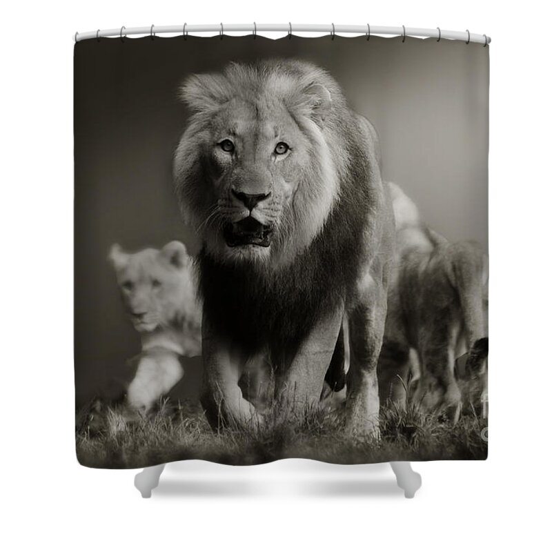 Lion Shower Curtain featuring the photograph Lions on their way by Christine Sponchia