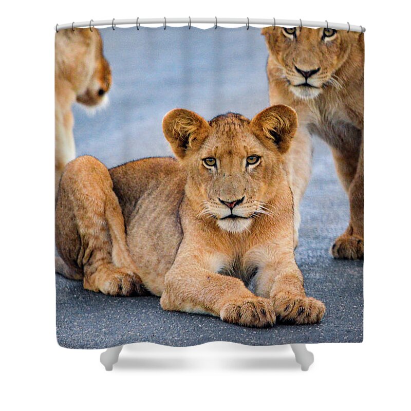 Wildlife Shower Curtain featuring the photograph Lions stare by Gaelyn Olmsted
