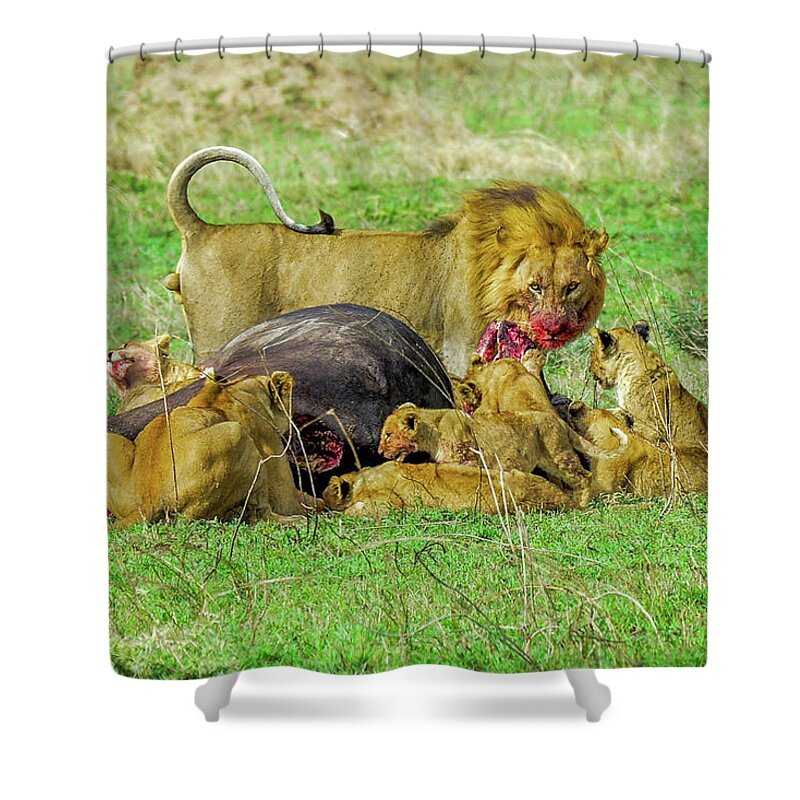 Africa Shower Curtain featuring the photograph Lions with Cape Buffalo Kill by Marilyn Burton