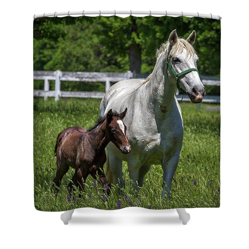 Lipizzaner Shower Curtain featuring the photograph Lipizzan Horses by Stuart Litoff