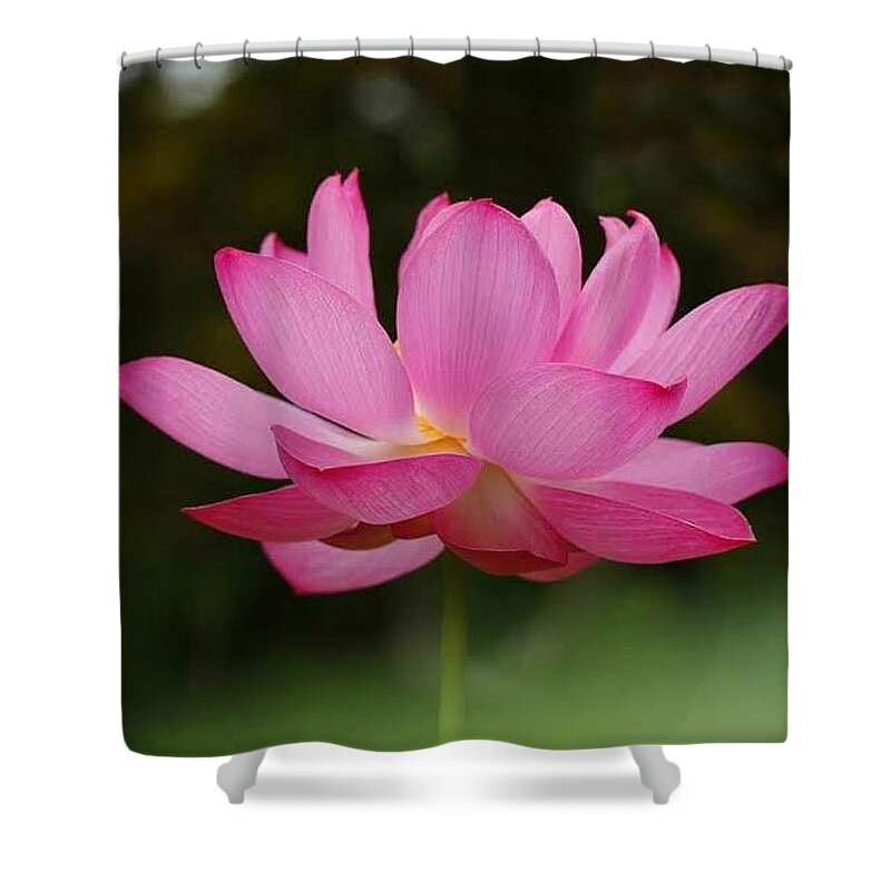 Pink Shower Curtain featuring the photograph Lipstick Pink by Carolyn Mickulas