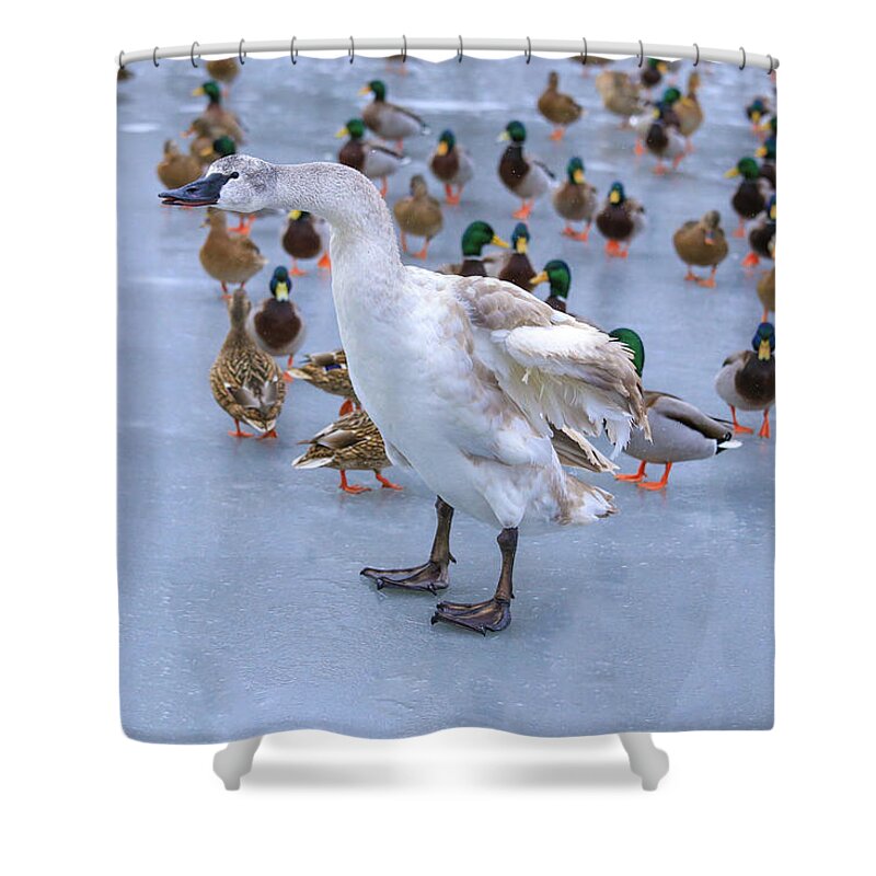 Listen Up You Ducks Shower Curtain featuring the photograph Listen up you ducks by Lynn Hopwood