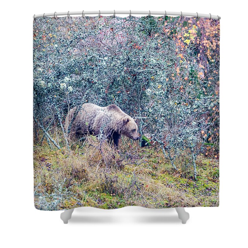 Bear Shower Curtain featuring the photograph Listening Bear by Torbjorn Swenelius