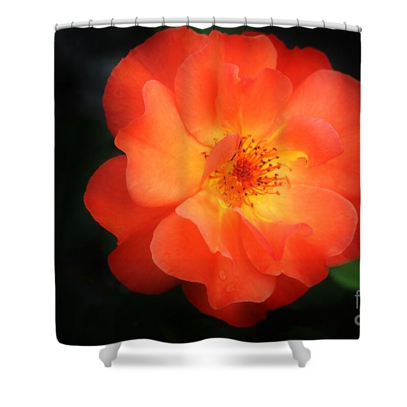 Flower Shower Curtain featuring the photograph Lite up by Merle Grenz