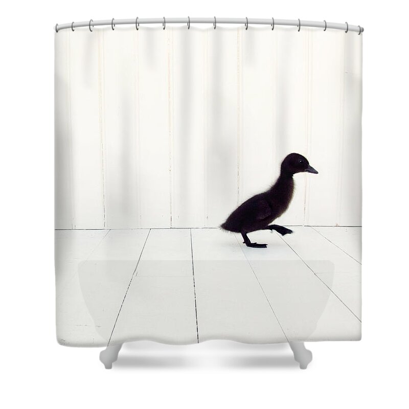 Duck Art Shower Curtain featuring the photograph Little by Amy Tyler
