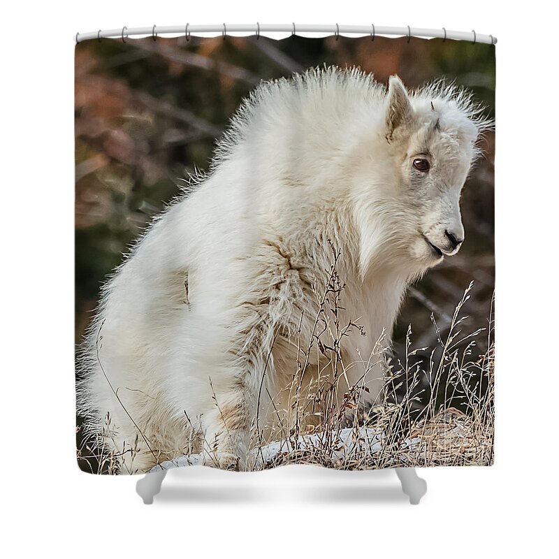 Billy Goat Kid Shower Curtain featuring the photograph Little Billy At Sundown by Yeates Photography