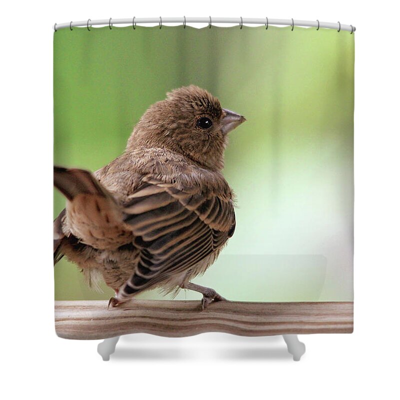 Birds Shower Curtain featuring the photograph Little Bird by Trina Ansel