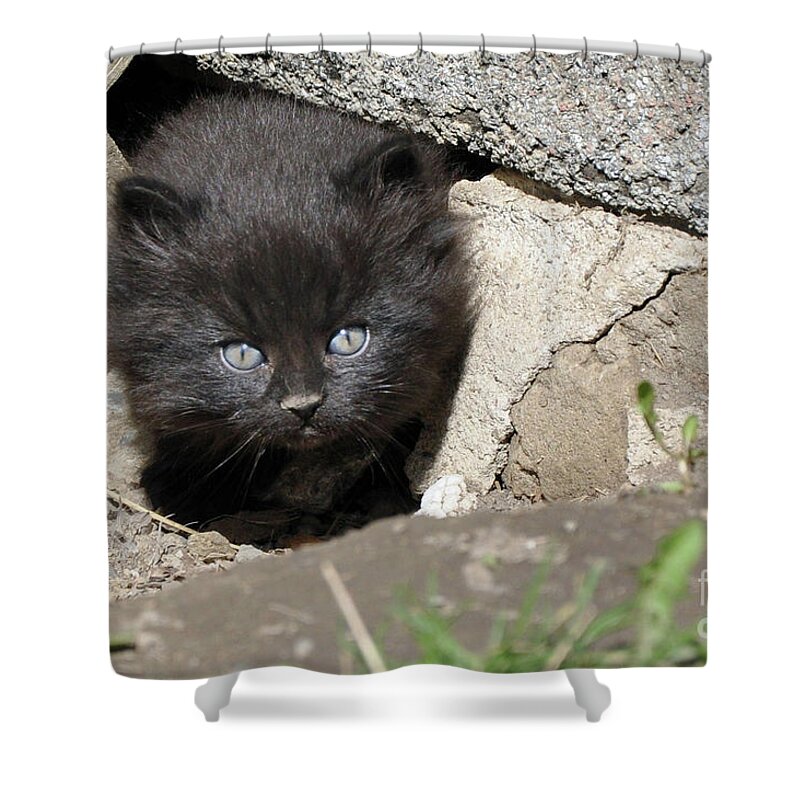 Kittens Shower Curtain featuring the painting Little Black Kitten by Reb Frost