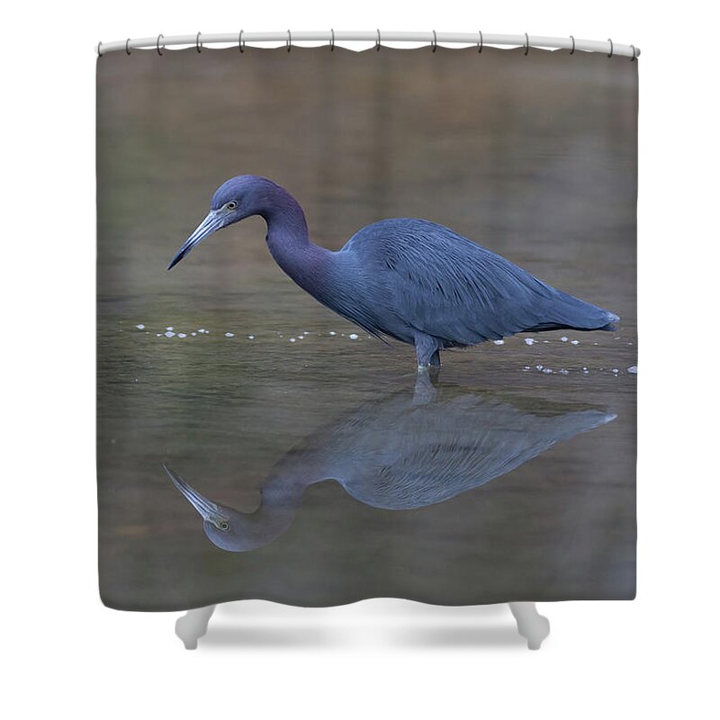 Heron Shower Curtain featuring the photograph Little Blue Bubbles by Paul Rebmann