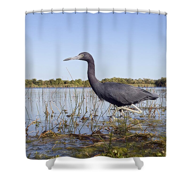 Fn Shower Curtain featuring the photograph Little Blue Heron Egretta Caerulea by Marcel van Kammen