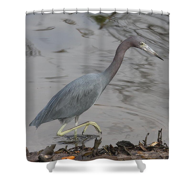 Heron Shower Curtain featuring the photograph Little Blue Heron Walking by Christiane Schulze Art And Photography