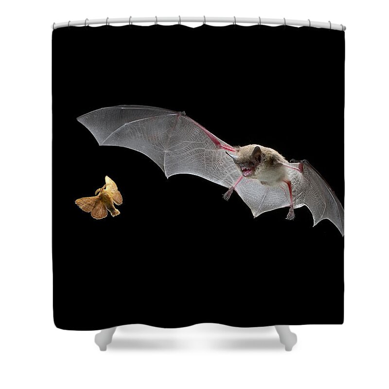 Mp Shower Curtain featuring the photograph Little Brown Bat Hunting Moth by Michael Durham
