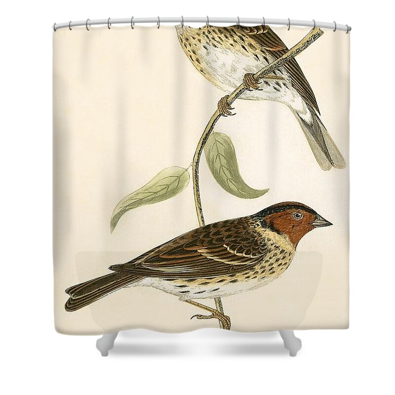 Bird Shower Curtain featuring the painting Little Bunting by English School