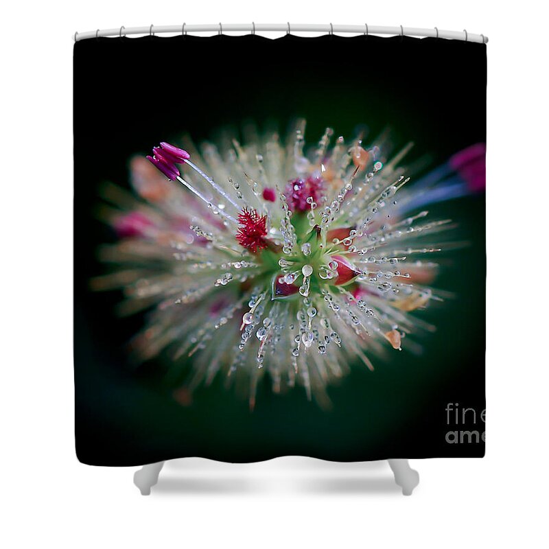 Droplets Shower Curtain featuring the photograph Little Drops 2 by Kerri Farley