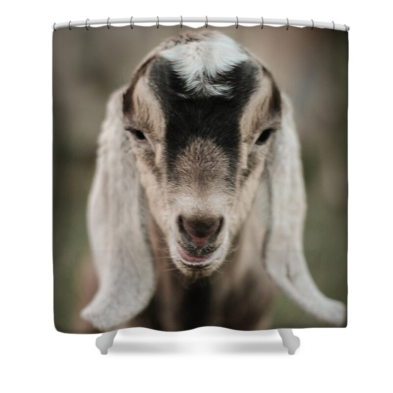 Kelly Hazel Shower Curtain featuring the photograph Little Goat in Color by Kelly Hazel
