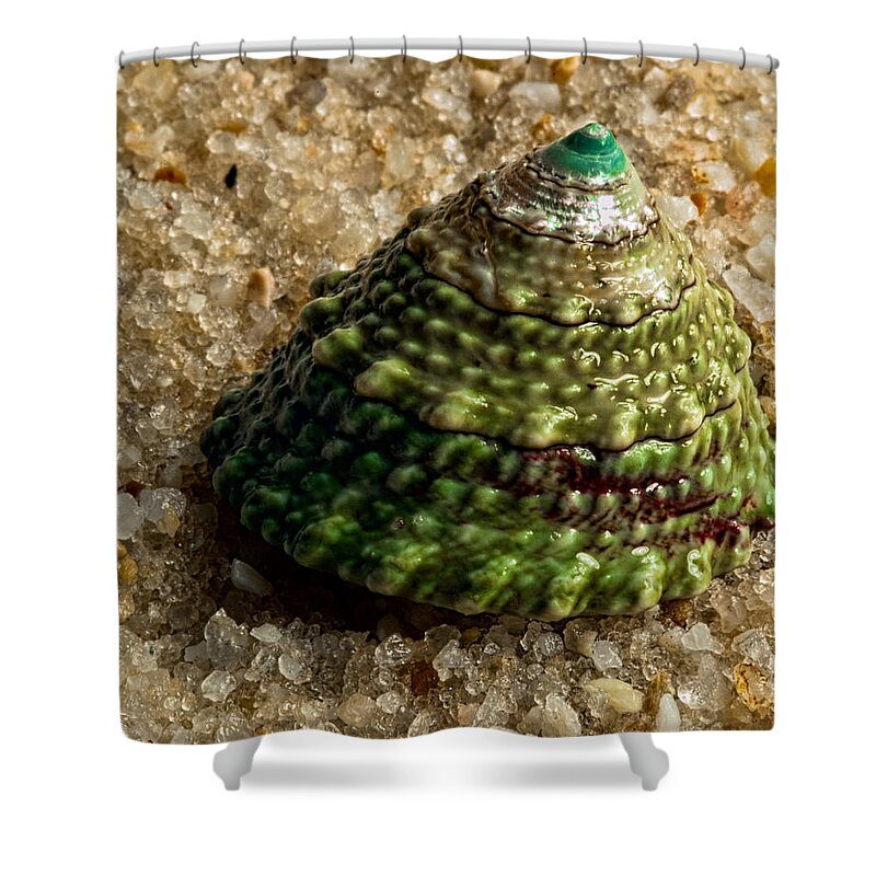 Nature Shower Curtain featuring the photograph Little Green Turret by Christopher Holmes