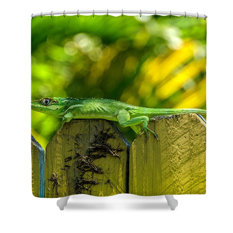 Iguana Shower Curtain featuring the photograph Little Green Visitor by Wolfgang Stocker