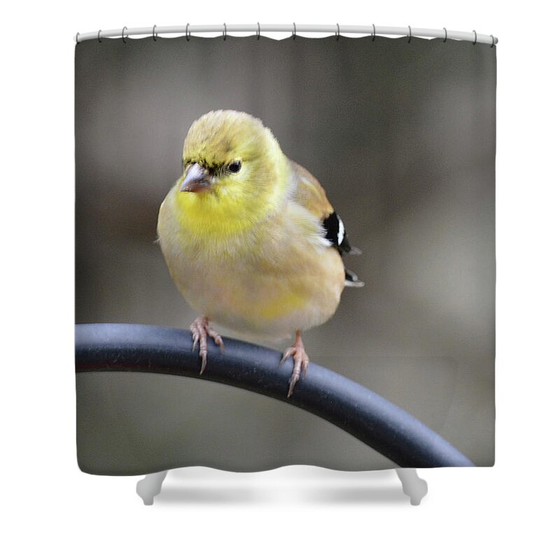 Little Hungry Bird Shower Curtain featuring the photograph Little Hungry Bird by Jimmie Bartlett
