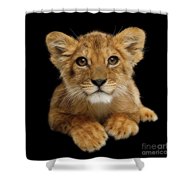 #faatoppicks Shower Curtain featuring the photograph Little Lion by Sergey Taran