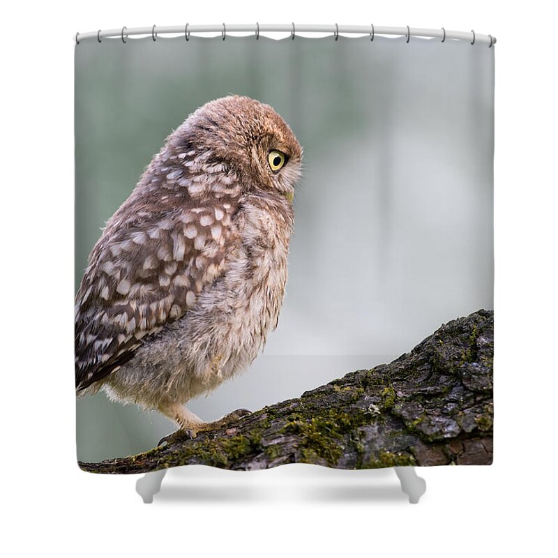 Baby Owl Shower Curtains