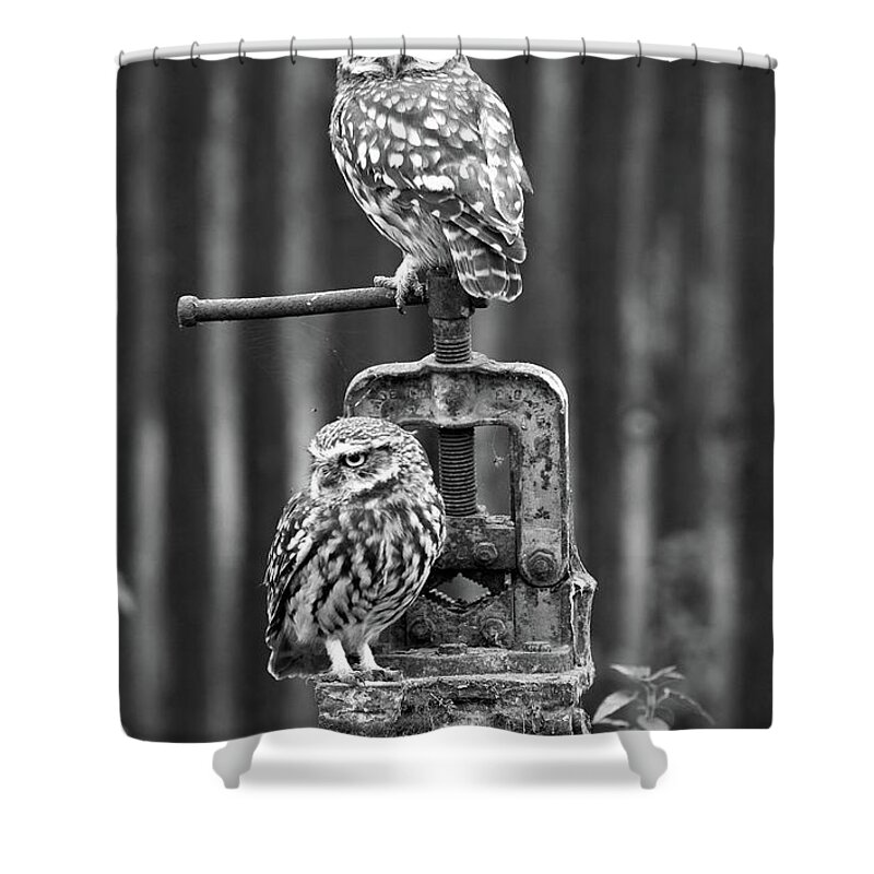 Little Owl Shower Curtain featuring the photograph Little Owls Black And White by Pete Walkden