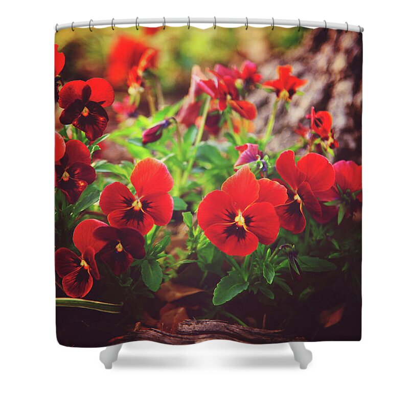 Pansies Shower Curtain featuring the photograph Little Red Pansies by Toni Hopper