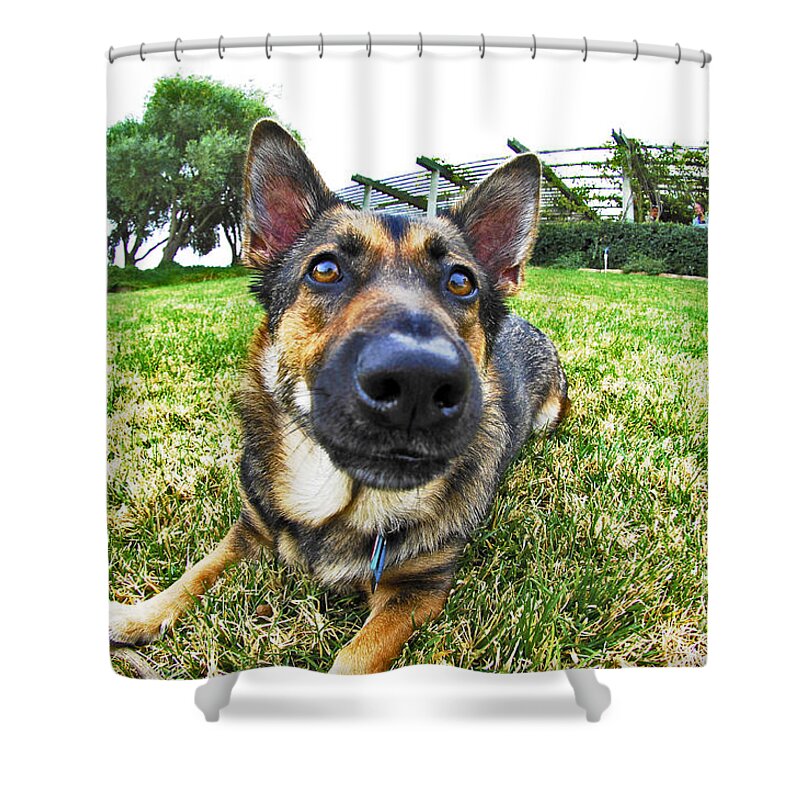 Little Shower Curtain featuring the photograph Little Shepherd Corgi dog by Micah May