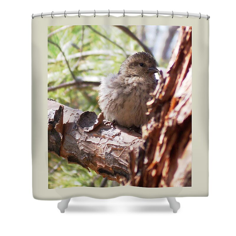 Baby Siskin Shower Curtain featuring the photograph Little Shy by Marika Evanson