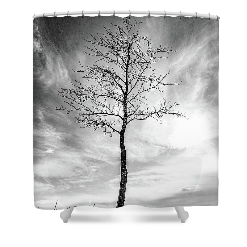 Tree Shower Curtain featuring the photograph Little Tree by Roseanne Jones