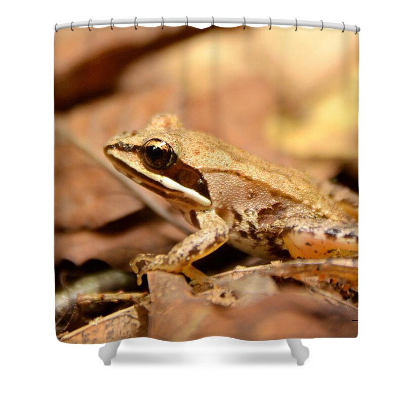 Frog Shower Curtain featuring the photograph Little Wood Frog by Harry Moulton