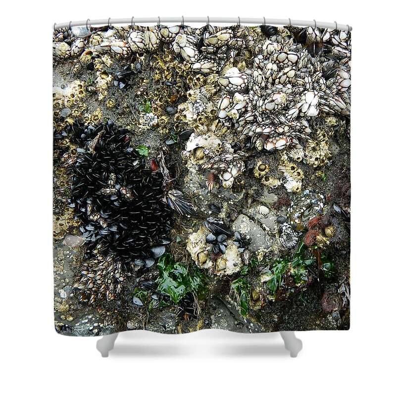 Oregon Shower Curtain featuring the photograph Live Shells by Gallery Of Hope 