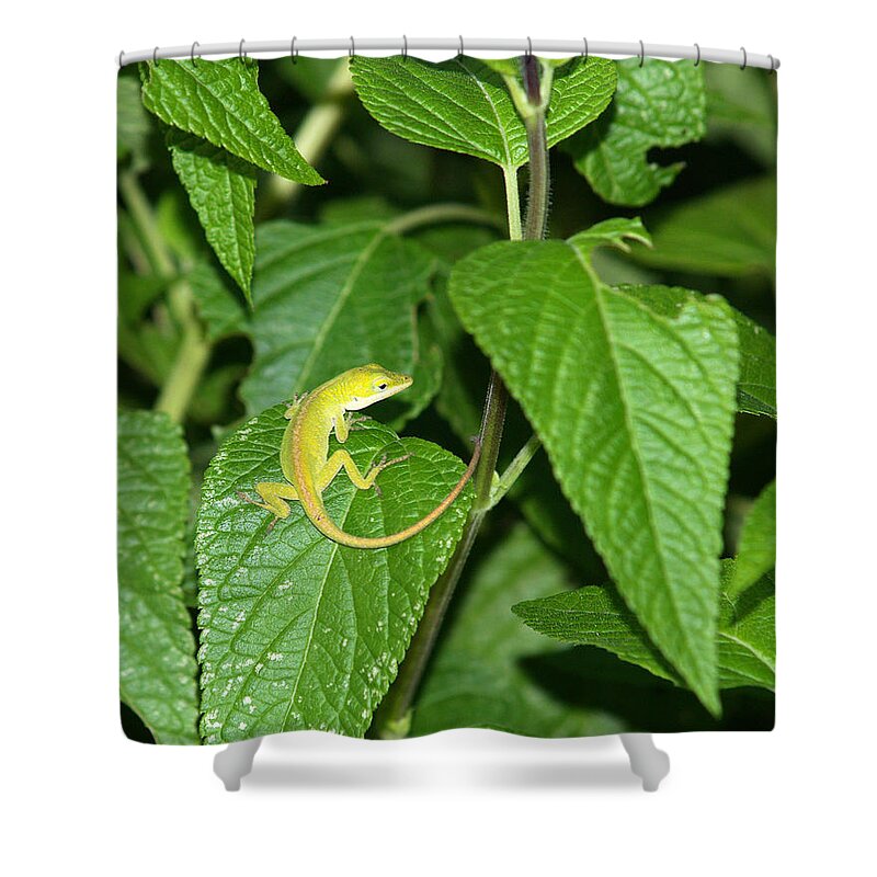 Lizard Shower Curtain featuring the photograph Lizard-2 by Charles Hite