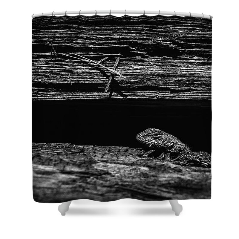 Lizard Shower Curtain featuring the photograph Lizard in Woodpile by Rick Mosher