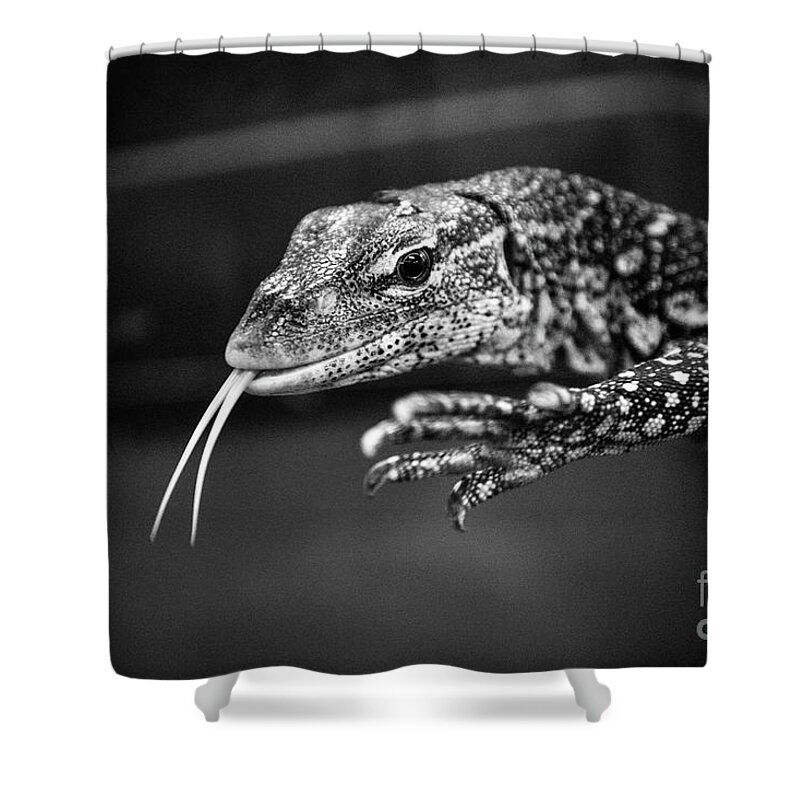 Lizard Shower Curtain featuring the photograph Lizard by Jim Gillen