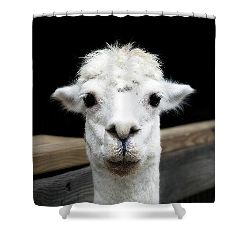 #faatoppicks Shower Curtain featuring the photograph Llama by Lauren Mancke