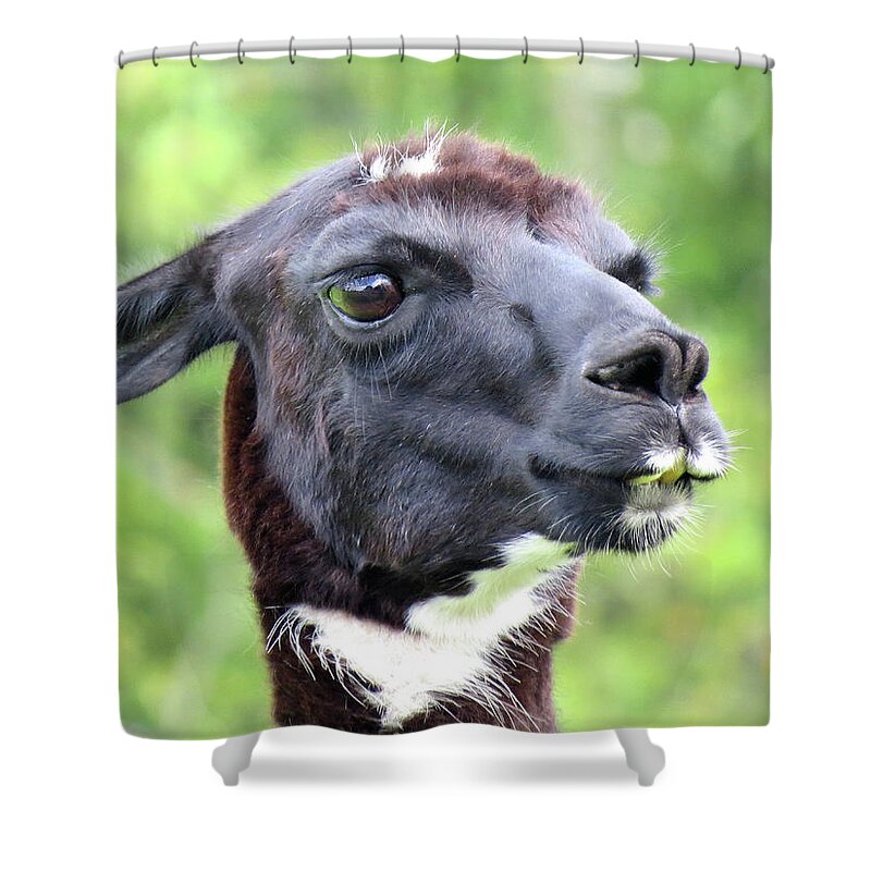 Llama Shower Curtain featuring the photograph Llama Lips by Linda Stern