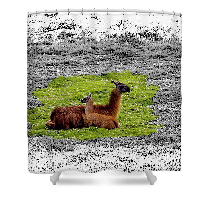 Llama Shower Curtain featuring the photograph Llamas At Ingapirca by Al Bourassa