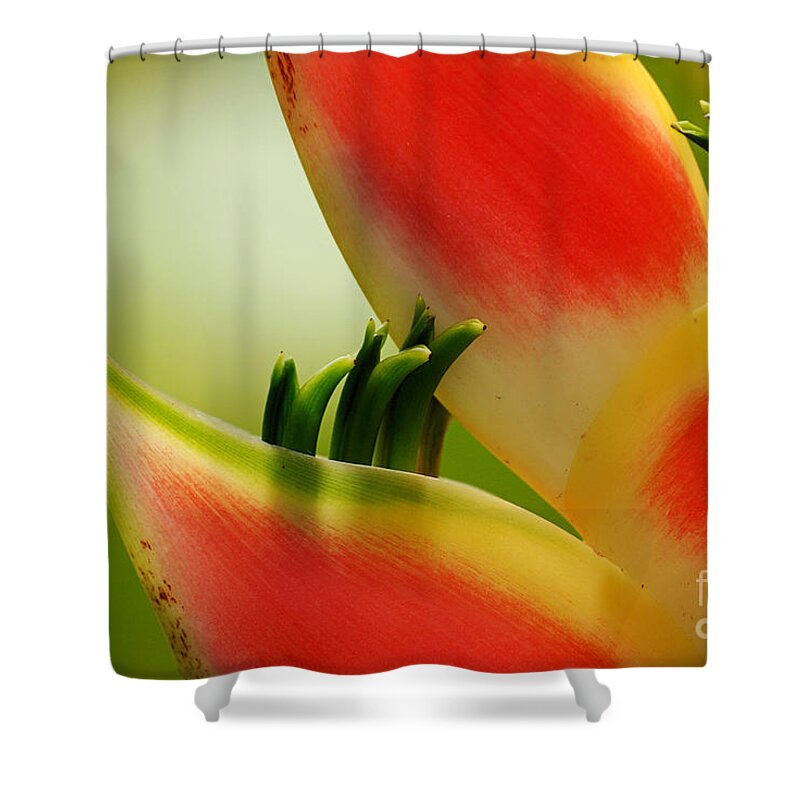 Flower Shower Curtain featuring the photograph Lobster Claw Flower by Lorenzo Cassina