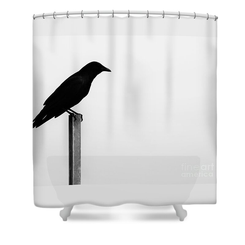 Bird Shower Curtain featuring the photograph Lone Bird by Jan Gelders
