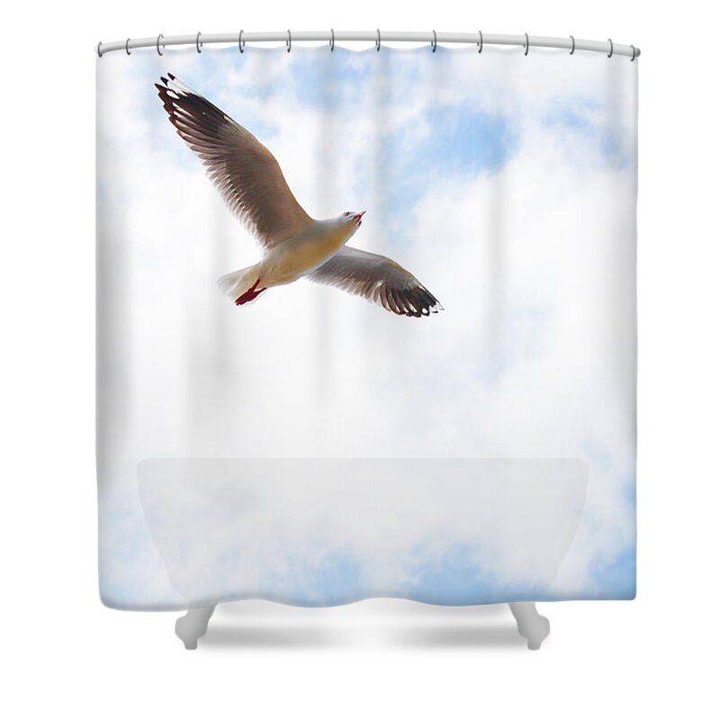 Susan Vineyard Shower Curtain featuring the photograph Lone Flyer by Susan Vineyard