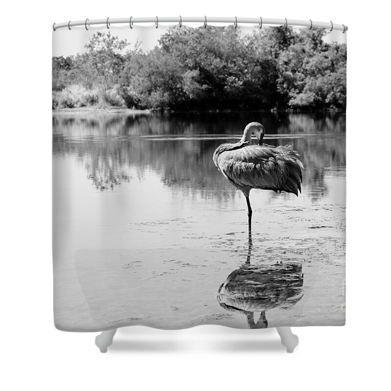 Sandhill Shower Curtain featuring the photograph Lone Sandhill in Pond Black and White by Carol Groenen