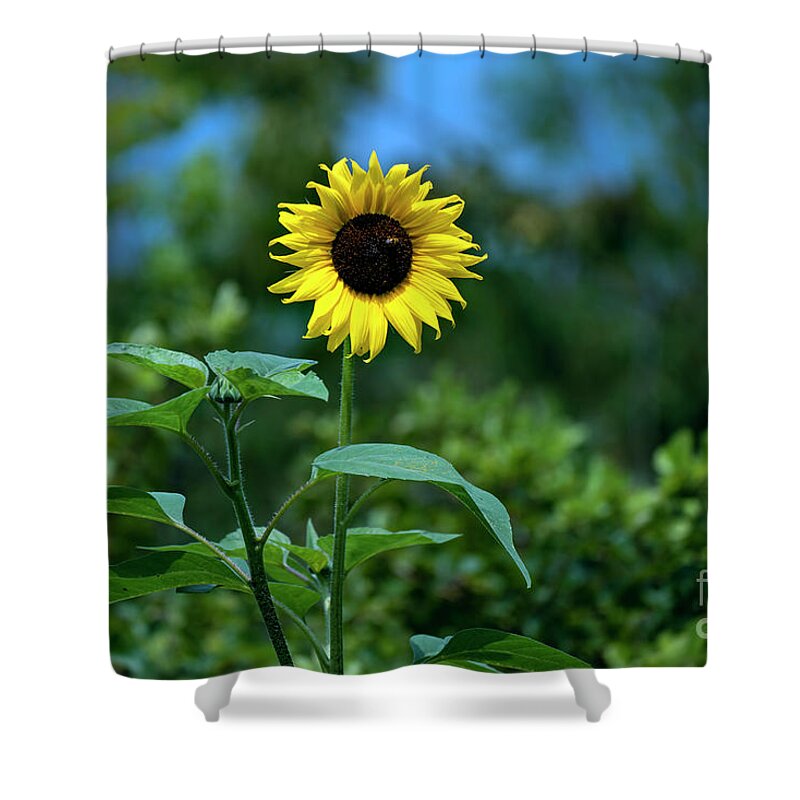 Sunflower Shower Curtain featuring the photograph Lone Sunflower by Sam Rino