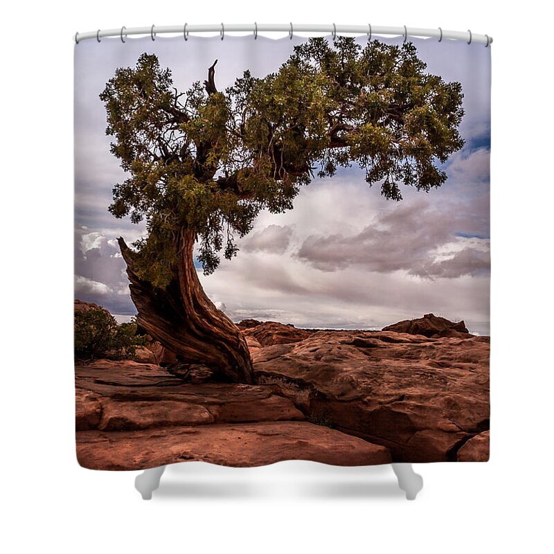 Jay Stockhaus Shower Curtain featuring the photograph Lone Tree by Jay Stockhaus