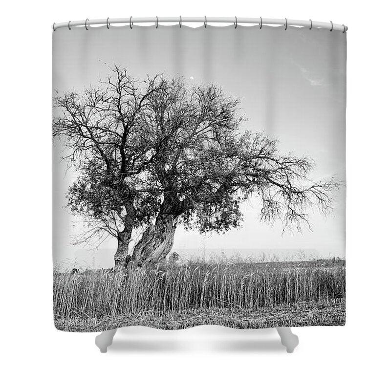 Trees Shower Curtain featuring the photograph Lonely olive tree in the field by Michalakis Ppalis