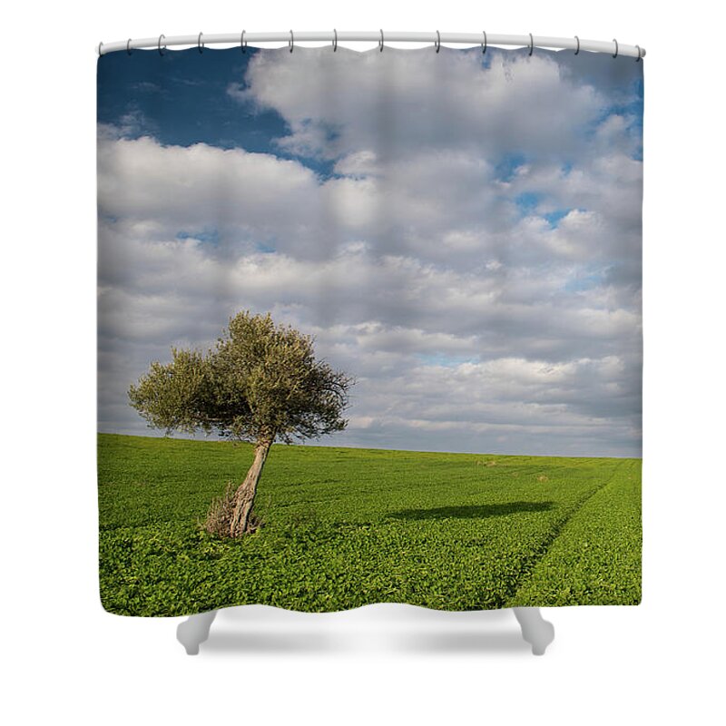 Olive Tree Shower Curtain featuring the photograph Lonely Olive tree in a green field and moving clouds by Michalakis Ppalis
