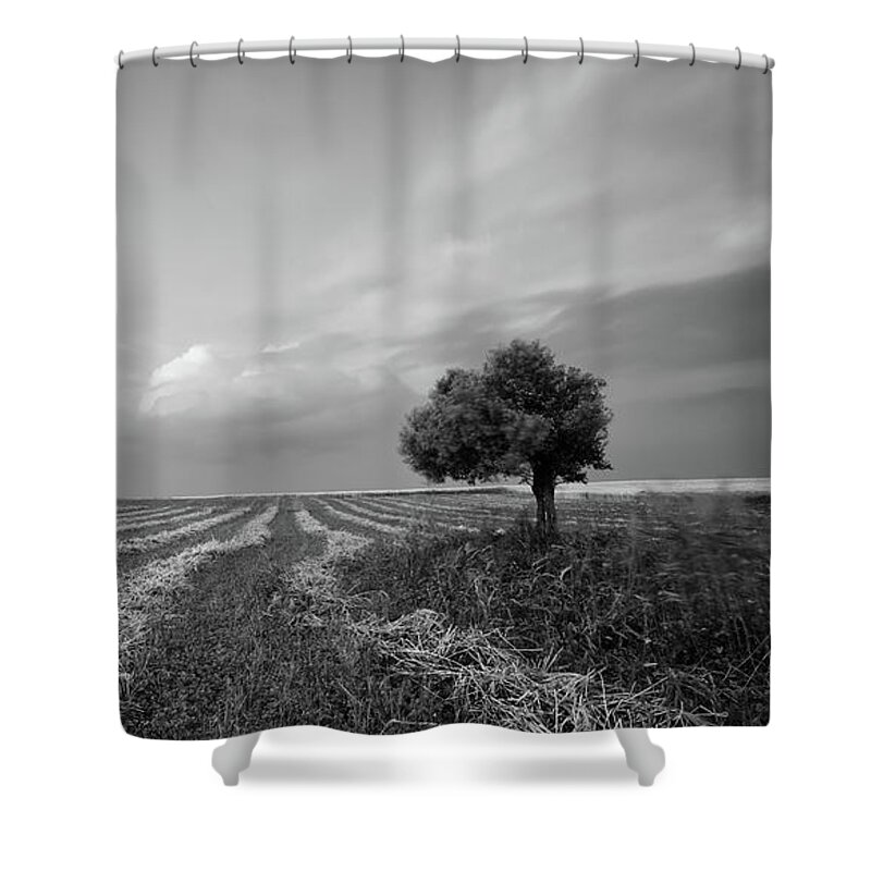 Olive Tree Shower Curtain featuring the photograph Lonely Olive tree in the field. #1 by Michalakis Ppalis