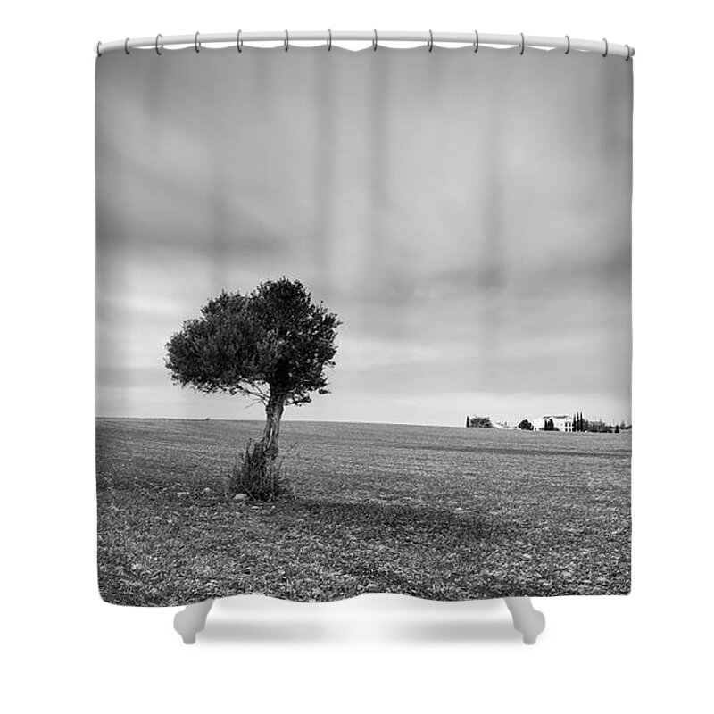 Olive Tree Shower Curtain featuring the photograph Lonely Olive tree by Michalakis Ppalis
