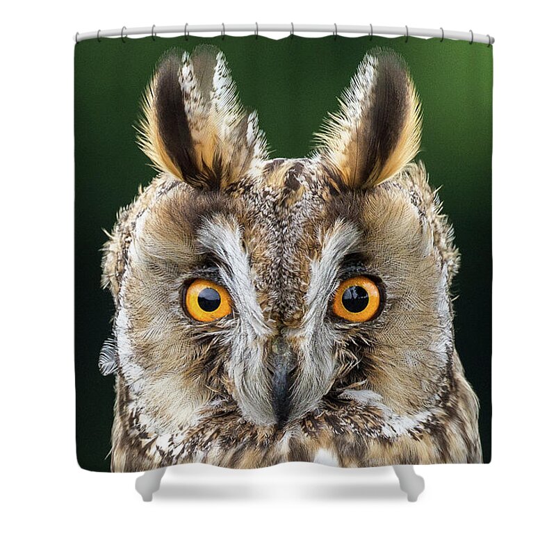 Long Eared Owl Shower Curtain featuring the photograph Long Eared Owl 1 by Nigel R Bell