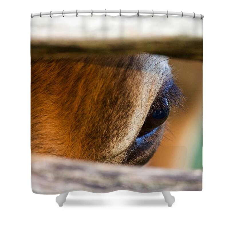 Cow Shower Curtain featuring the photograph Long Lashes by Lara Morrison