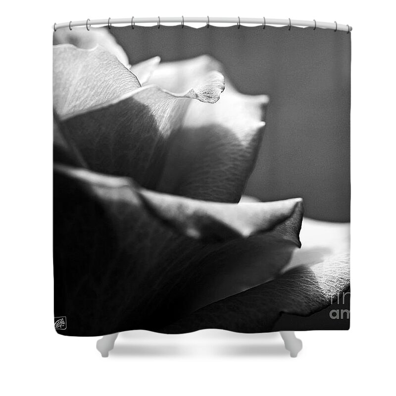Mccombie Shower Curtain featuring the photograph Long-Stemmed Rose in Black and White by J McCombie